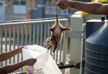 Backyard Manicou Chase Finally Ends After Months of Unwanted Visits