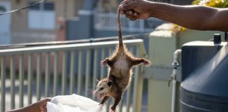 Backyard Manicou Chase Finally Ends After Months of Unwanted Visits