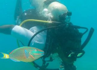 Urgent Call to Action as Jamaican Parrotfish Face Overfishing Woes