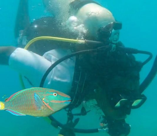 Urgent Call to Action as Jamaican Parrotfish Face Overfishing Woes