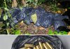 Police Operation in Matelot Seizes TT$1.53M Worth of Cannabis and Ammunition