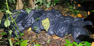 Police Operation in Matelot Seizes TT$1.53M Worth of Cannabis and Ammunition