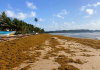SARGASSUM BUILDUP HITS MAYARO COASTLINE