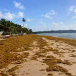 SARGASSUM BUILDUP HITS MAYARO COASTLINE