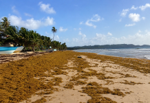 SARGASSUM BUILDUP HITS MAYARO COASTLINE