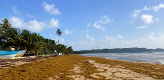 SARGASSUM BUILDUP HITS MAYARO COASTLINE