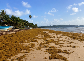SARGASSUM BUILDUP HITS MAYARO COASTLINE