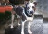 Family Seeks Missing American Bully Allegedly Taken in Siparia