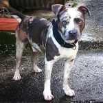 Family Seeks Missing American Bully Allegedly Taken in Siparia