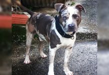 Family Seeks Missing American Bully Allegedly Taken in Siparia
