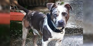 Family Seeks Missing American Bully Allegedly Taken in Siparia