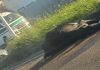 Bovine Struck by Vehicle Near Caroni Roundabout, Drivers Advised to Proceed with Caution