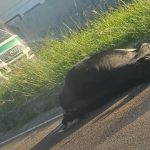 Bovine Struck by Vehicle Near Caroni Roundabout, Drivers Advised to Proceed with Caution