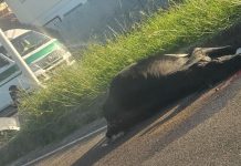 Bovine Struck by Vehicle Near Caroni Roundabout, Drivers Advised to Proceed with Caution