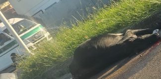 Bovine Struck by Vehicle Near Caroni Roundabout, Drivers Advised to Proceed with Caution