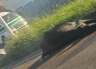 Bovine Struck by Vehicle Near Caroni Roundabout, Drivers Advised to Proceed with Caution
