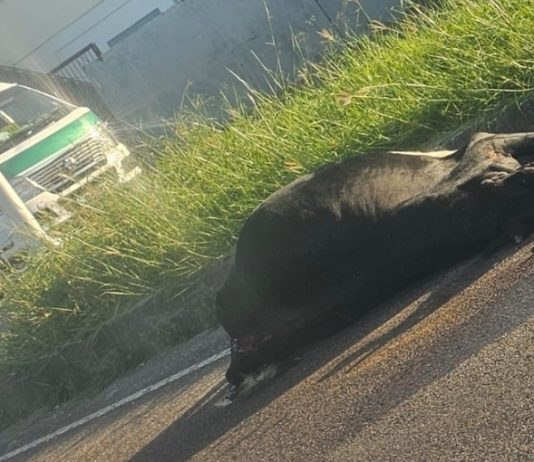 Bovine Struck by Vehicle Near Caroni Roundabout, Drivers Advised to Proceed with Caution
