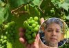 Trinidad Farmer Grows Grapes, Defying Local Skepticism