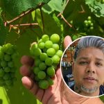 Trinidad Farmer Grows Grapes, Defying Local Skepticism