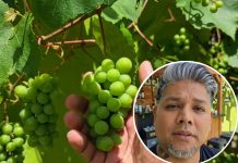 Trinidad Farmer Grows Grapes, Defying Local Skepticism