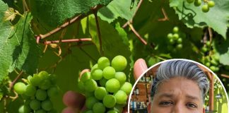 Trinidad Farmer Grows Grapes, Defying Local Skepticism