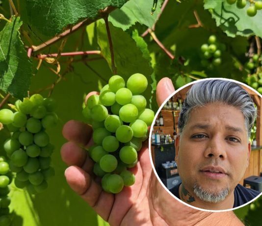 Trinidad Farmer Grows Grapes, Defying Local Skepticism