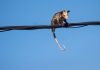 Manicou Triggers Power Disruptions Across Parts of Trinidad