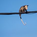Manicou Triggers Power Disruptions Across Parts of Trinidad