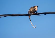 Manicou Triggers Power Disruptions Across Parts of Trinidad