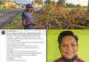 Councillor Apologises After Malabar Almond Trees Were Over-Pruned During Works