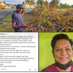 Councillor Apologises After Malabar Almond Trees Were Over-Pruned During Works