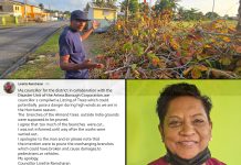Councillor Apologises After Malabar Almond Trees Were Over-Pruned During Works