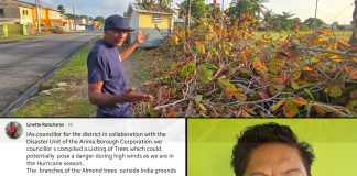 Councillor Apologises After Malabar Almond Trees Were Over-Pruned During Works