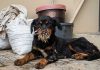 Dog Found After Porcupine Encounter in Maracas Valley Sparks Community Search