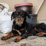 Dog Found After Porcupine Encounter in Maracas Valley Sparks Community Search