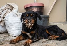 Dog Found After Porcupine Encounter in Maracas Valley Sparks Community Search