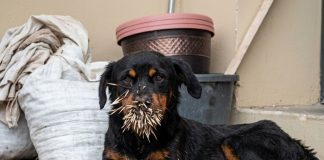 Dog Found After Porcupine Encounter in Maracas Valley Sparks Community Search