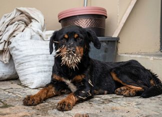 Dog Found After Porcupine Encounter in Maracas Valley Sparks Community Search