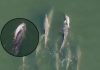 Grieving Mother Dolphin Carries Dead Calf Across Ocean for Days