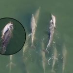Grieving Mother Dolphin Carries Dead Calf Across Ocean for Days