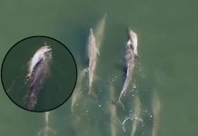 Grieving Mother Dolphin Carries Dead Calf Across Ocean for Days