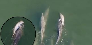 Grieving Mother Dolphin Carries Dead Calf Across Ocean for Days