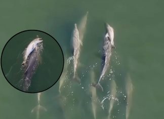 Grieving Mother Dolphin Carries Dead Calf Across Ocean for Days