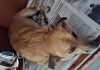 Dog Struck by Van in Arouca Dies After Rescue