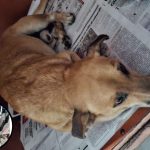Dog Struck by Van in Arouca Dies After Rescue