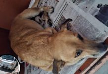 Dog Struck by Van in Arouca Dies After Rescue
