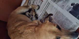 Dog Struck by Van in Arouca Dies After Rescue