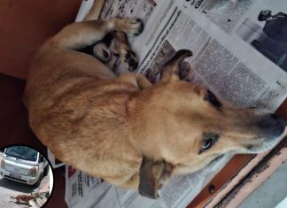 Dog Struck by Van in Arouca Dies After Rescue
