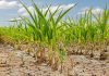 Trinidad and Tobago Face Drought Threat: Conservation Urged as Dry Conditions Loom