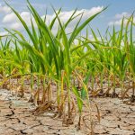 Trinidad and Tobago Face Drought Threat: Conservation Urged as Dry Conditions Loom